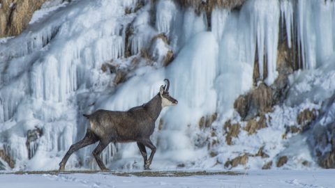 2° posto Massimo Arcaro Concorso fotografico Animali In Scena