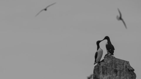 Alfonso Roberto Apicella Concorso fotografico Animali In Scena