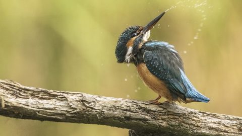 Andrea Greppi Concorso fotografico Animali In Scena