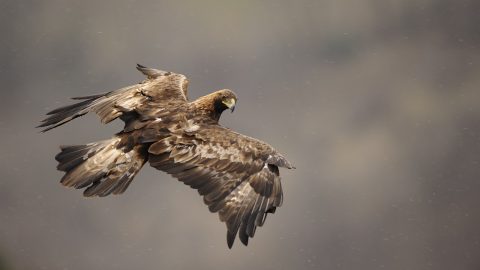 Antonio Macioce Concorso fotografico Animali In Scena