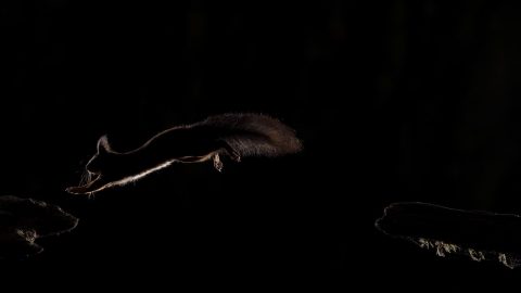 Massimo Bottoni Concorso fotografico Animali In Scena