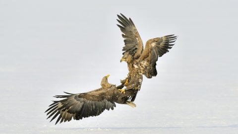 Vittorio Ricci Concorso fotografico Animali In Scena