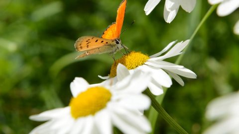GPFF2018 Bioblitz Ente Parco Mingozzi Bonelli Zaccagno Manino Allegro Cristiano Marangoni Giardino botanico alpino paradisia