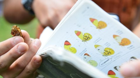 GPFF2018 Bioblitz Ente Parco Mingozzi Bonelli Zaccagno Manino Allegro Cristiano Marangoni Giardino botanico alpino paradisia