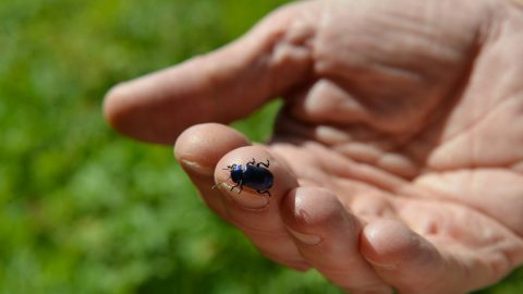 GPFF2018 Bioblitz Ente Parco Mingozzi Bonelli Zaccagno Manino Allegro Cristiano Marangoni Giardino botanico alpino paradisia