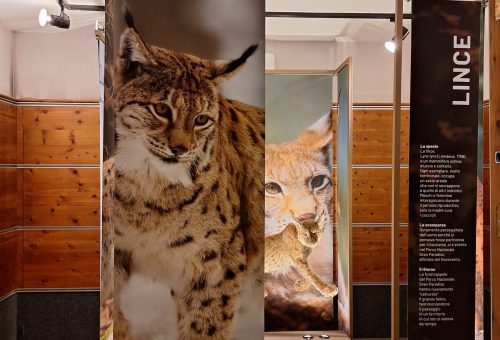 Lince_3